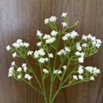 Gypsophyle