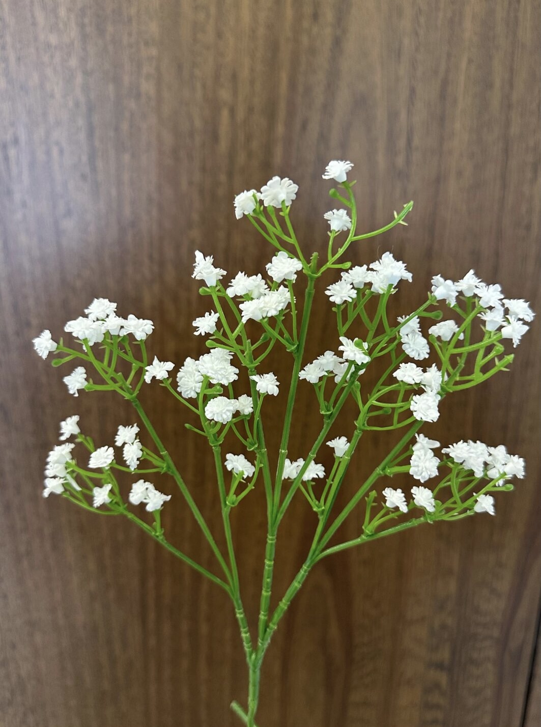 IMG_2362 Gypsophyle - Image 1