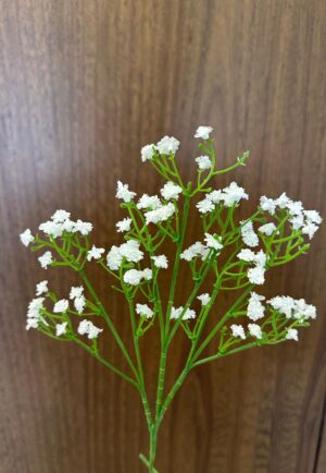 Gypsophyle