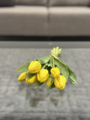 Tulips