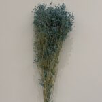 Dried Gypsophila - Image 4